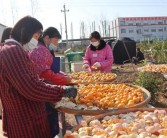 柑橘樹種植技術(shù)圖解_怎么種植柑橘苗