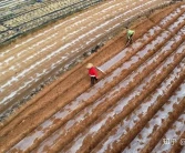 無核沃柑產(chǎn)地信息、種植管理方法和食用方法經(jīng)驗。