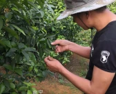 沃柑的功效與作用及禁忌和副作用圖片視頻_你覺得三農大咖都有誰