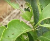 柑橘幼果種植技術(shù)_柑橘保花最佳時(shí)間