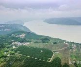 一粒種子 一杯橙汁 一座公園——“中國柑橘城”忠縣的農(nóng)業(yè)供給側(cè)改革之路