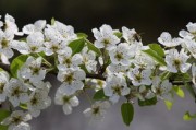 怎么栽植柑橘樹(shù)（柑橘樹(shù)栽培技術(shù)）