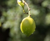 甘平橘子樹(shù)苗重慶可以種嗎（重慶柑橘苗育苗基地）