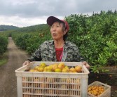 淮南柑橘種植技術(shù)視頻_柑橘園如何進行土壤改良