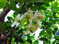 東方紅柑橘種植技術(shù)要點什么（東方紅柑橘種植技術(shù)要點什么肥料）