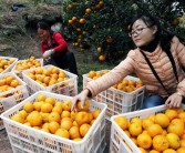 廣西省柑橘種植技術(shù)_云南柑橘種植面積