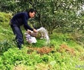 柑橘高效生態(tài)種植技術(shù)_云南柑橘種植面積排行