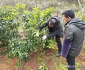 四川柑橘種植產(chǎn)區(qū)地圖位置_愛沙柑橘地頭價多少