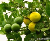 防蟲(chóng)網(wǎng)內(nèi)種植柑橘技術(shù)_用于臍橙種植的防蟲(chóng)網(wǎng)有哪些推薦