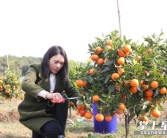 湖南岳陽(yáng)柑橘種植技術(shù)_湖南氣候適宜種什么水果