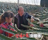 南方果樹柑橘種植技術_柑橘一年需要施幾次肥