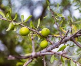 柑子樹(shù)栽培技術(shù)視頻（柑樹(shù)種植技術(shù)）