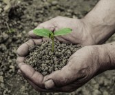 柑橘象甲的種植技術_沙田柚種植新技術有哪些