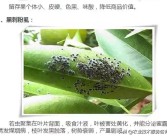 柑橘病蟲(chóng)害圖譜與用什么藥_柑橘園太陽(yáng)果裂果高發(fā)