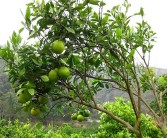 柑橘根系的各種病蟲(chóng)害_種植者如何做好防范實(shí)現(xiàn)增產(chǎn)增收