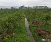 柑橘開溝種植技術(shù)視頻_柑橘能否用尿素施肥尿素在柑橘上如何使用