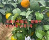 分享幾款近期實地考察的柑橘品種，川津5號、愛媛153……你更喜歡哪款？