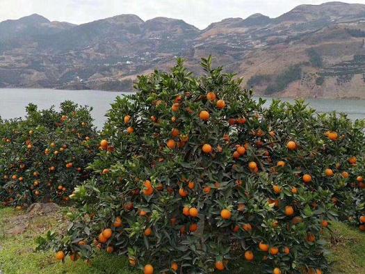 柑橘春季開花管理技術(shù)措施（柑橘春季病蟲害防治）