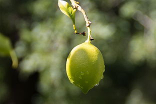 南豐蜜桔營養(yǎng)價(jià)值高嗎（南豐蜜桔有什么營養(yǎng)）