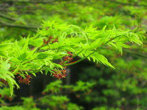 甘平柑橘裂果期幾月份（甘平柑橘種植技術(shù)）