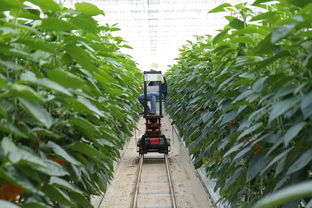 柑橘甘平種植技術要點（甘平柑橘的種植條件）