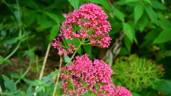 沃柑幾月長出來早夏梢（沃柑幾月發(fā)芽）