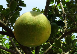 柑橘種植黃化樹恢復樹勢技術(shù)視頻（柑橘種植黃化樹恢復樹勢技術(shù)視頻教學）