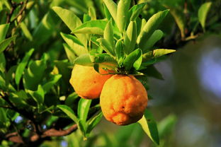 矮化密植柑橘樹(shù)栽培技術(shù)視頻（柑橘樹(shù)種植教程視頻）