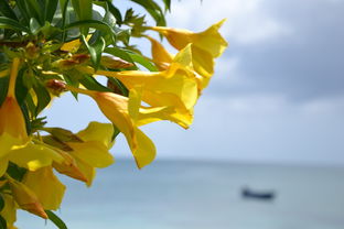 柑橘小樹(shù)控花用什么藥好（柑橘幼樹(shù)怎樣控花）