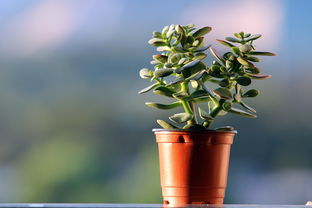 沃柑怎么種植從種子開始種（沃柑種子怎么種能發(fā)芽）