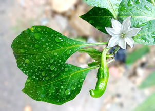 柑橘類開花施肥技術（柑橘開花期如何管理）