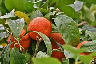 柑橘類水果種植技術(shù)管理方法（柑橘栽培過(guò)程種關(guān)鍵技術(shù) 有哪些?）