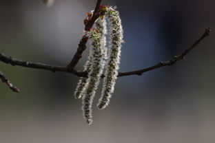 柑橘樹(shù)幼苗抽芽打什么藥效果好些（柑橘芽接時(shí)間和方法）