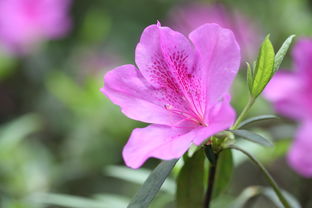 柑橘苗種植后多長時間發(fā)芽（柑橘種下去多久可以放肥）