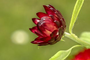 沃柑開花期能噴農(nóng)藥嗎（沃柑開花噴什么藥）