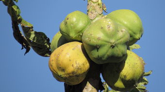 甘平柑橘哪里產(chǎn)好一點（甘平柑橘種植技術(shù)）