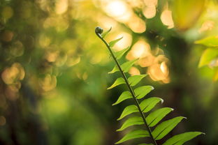 四會柑種植技術(shù)管理視頻教程（四會柑種植技術(shù)管理視頻教程大全）