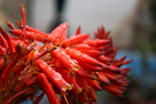 沃柑種植到開花結果如何施肥噴藥劑呢（沃柑結果樹施肥管理）