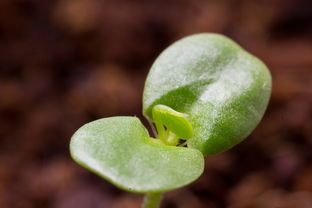 柑橘體細胞雜交有哪些優(yōu)勢條件（柑橘科植物雜交圖）