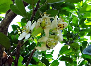 小青柑柑橘種植技術(shù)視頻（小青柑怎么種植）