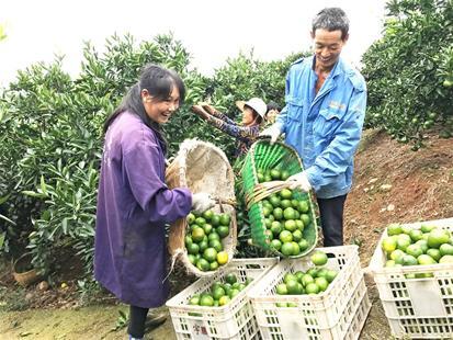 大浦五號(hào)蜜桔_早熟柑橘品種