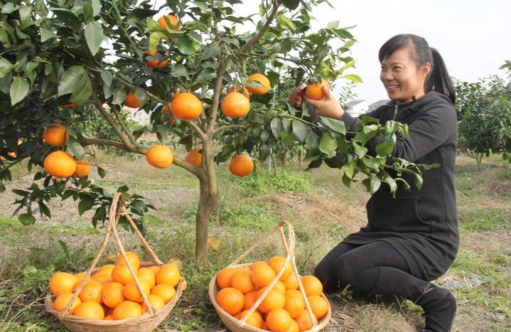 黃美人柑橘新品種_柑橘新品種明日見有種植潛力嗎