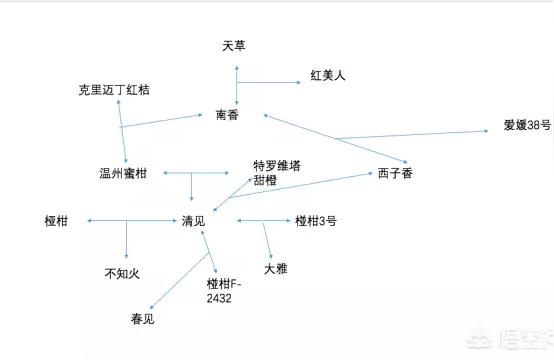 春見柑桔會(huì)上火嗎怎么辦_耙耙柑上火嗎