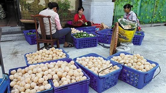 廣東江門(mén)市求購(gòu)新會(huì)柑苗_廣西茶枝柑與新會(huì)茶枝柑的區(qū)別